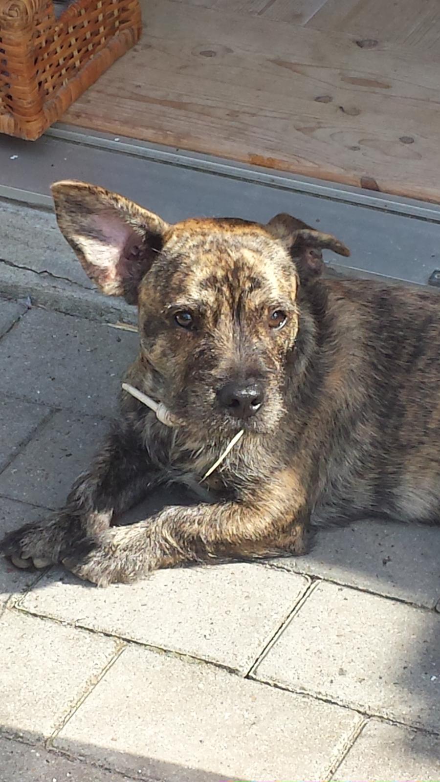 Blanding af racer Lille Roko billede 36