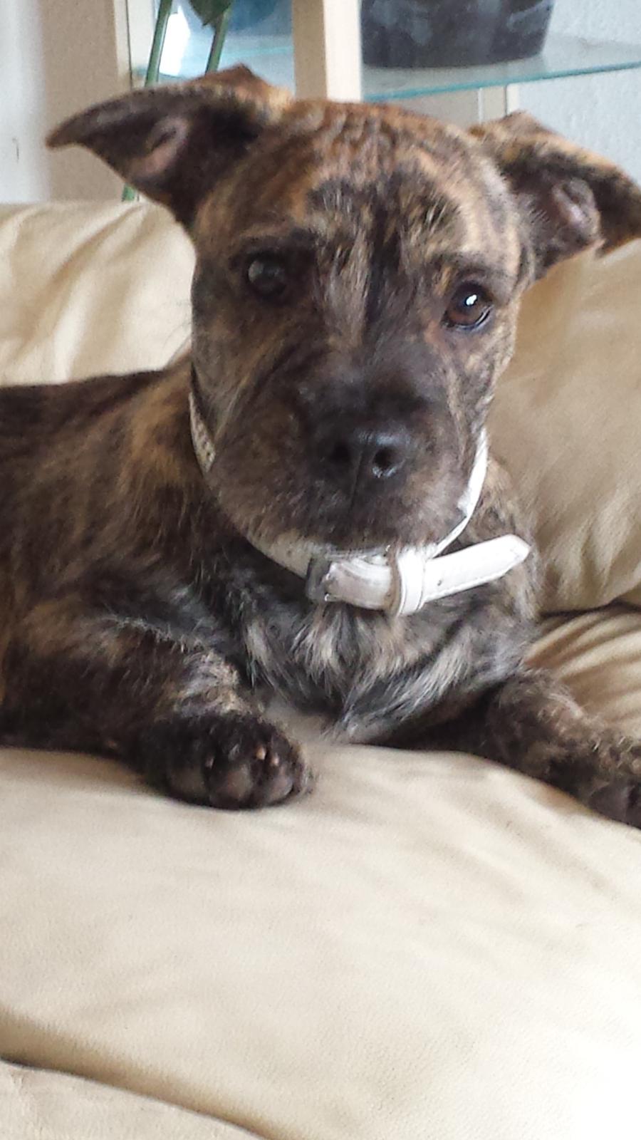 Blanding af racer Lille Roko billede 34