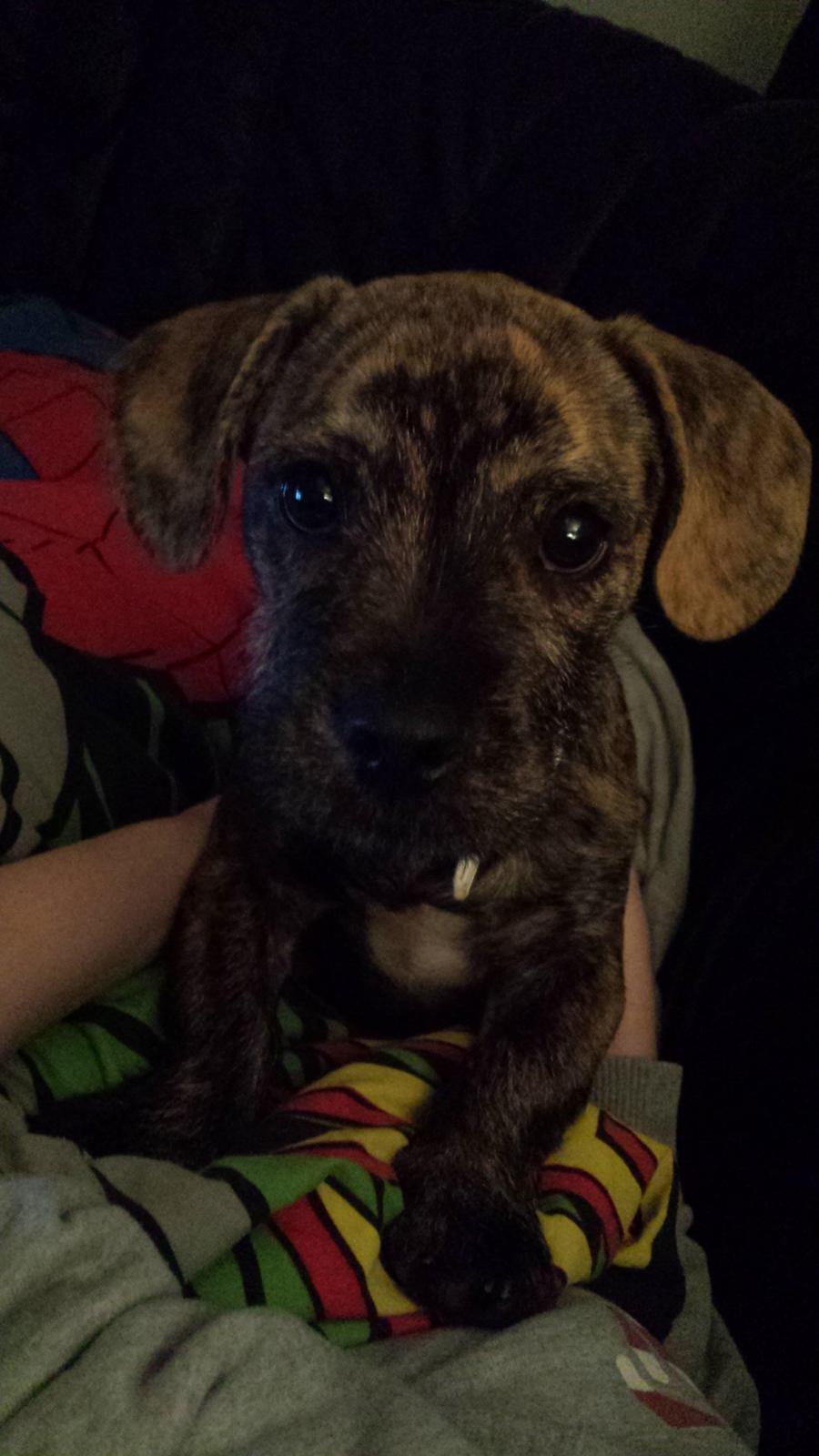 Blanding af racer Lille Roko billede 1