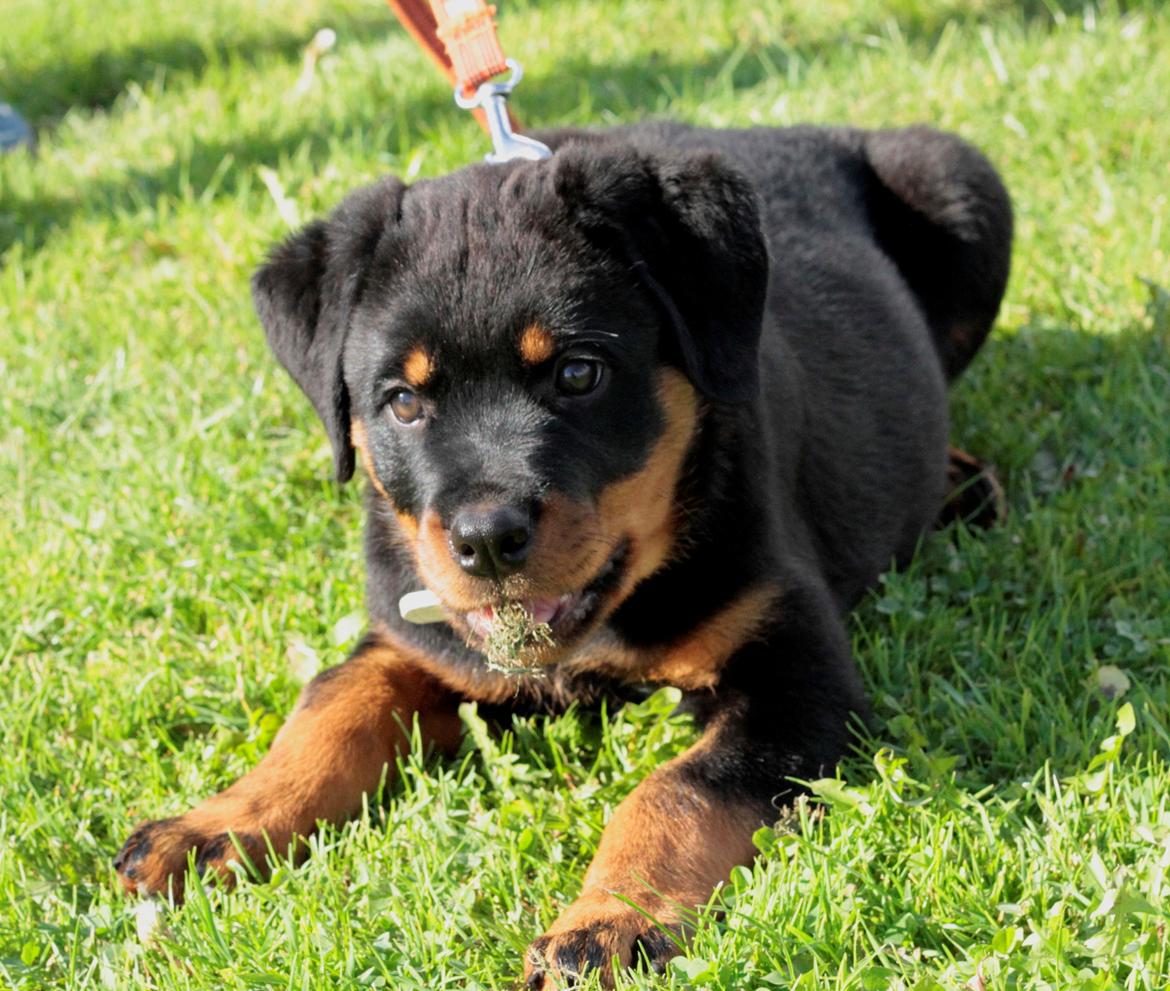 Rottweiler Yankee von der Alten Welt *Død* billede 1