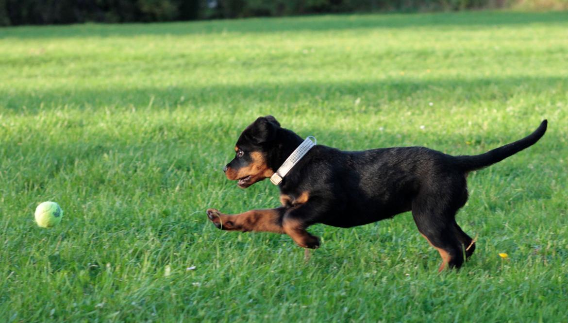 Rottweiler Yankee von der Alten Welt *Død* billede 3
