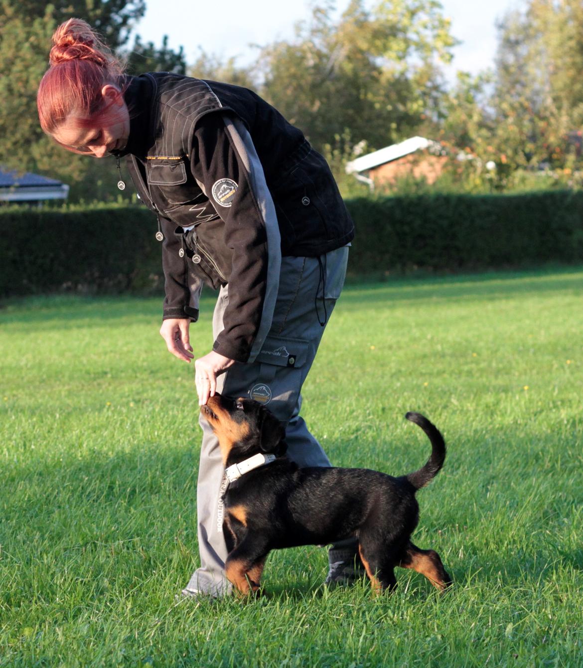 Rottweiler Yankee von der Alten Welt *Død* billede 2