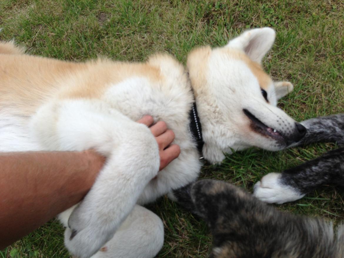 Akita inu yamoto (Akita-inu.dk) DK-AKIO billede 20