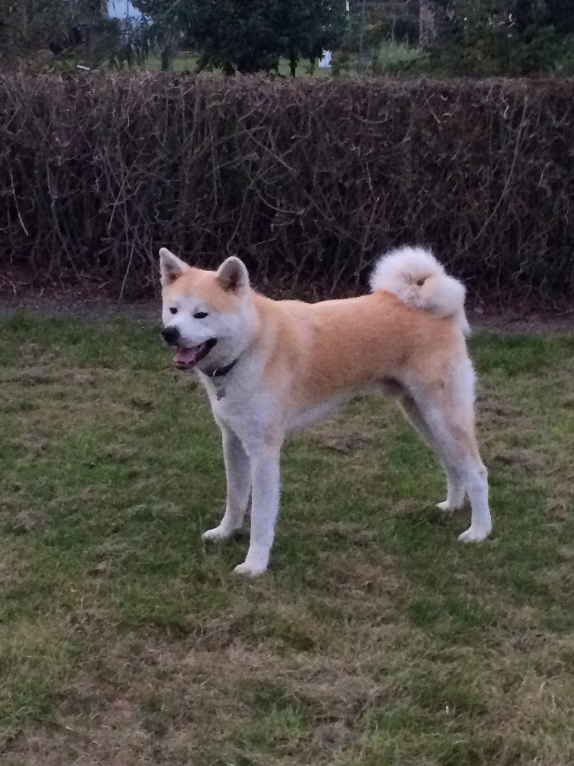 Akita inu yamoto (Akita-inu.dk) DK-AKIO billede 16