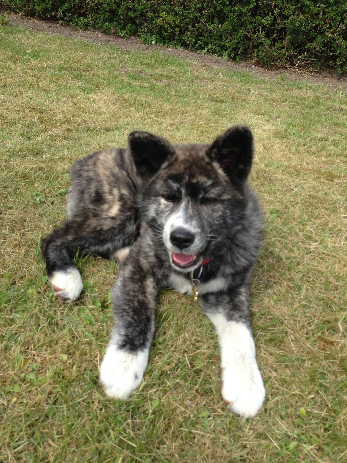 Akita inu Reiko (Akita-inu.dk) DK-Tika billede 1