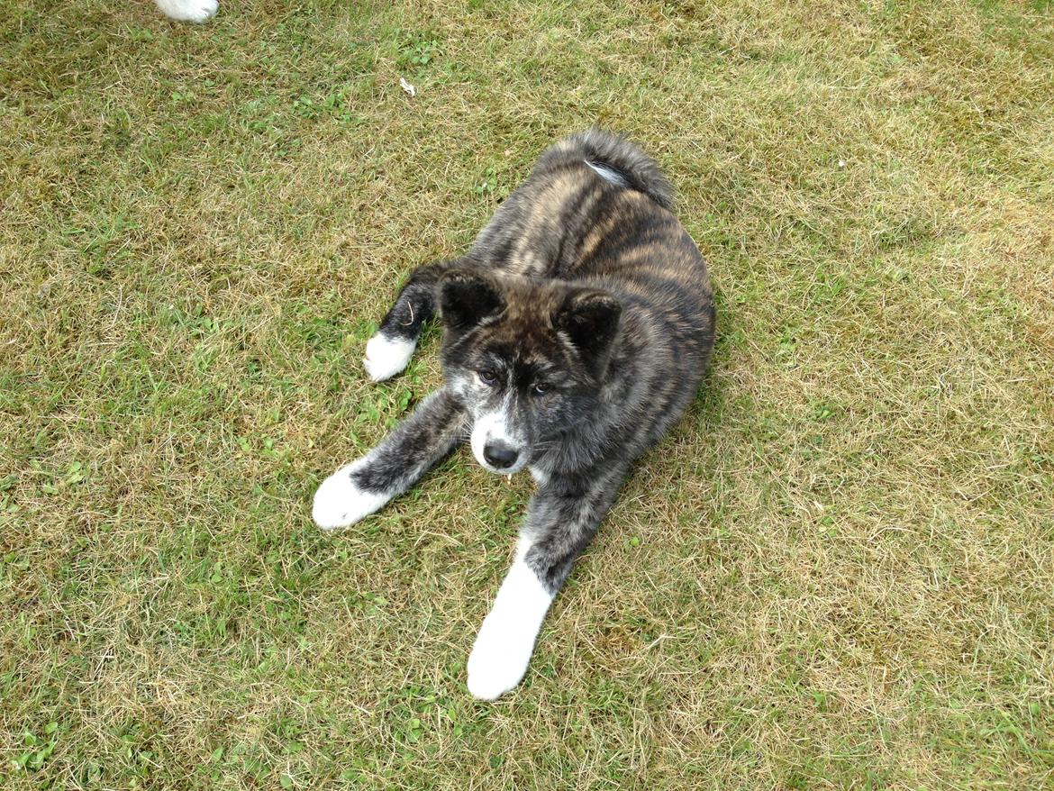 Akita inu Reiko (Akita-inu.dk) DK-Tika billede 3