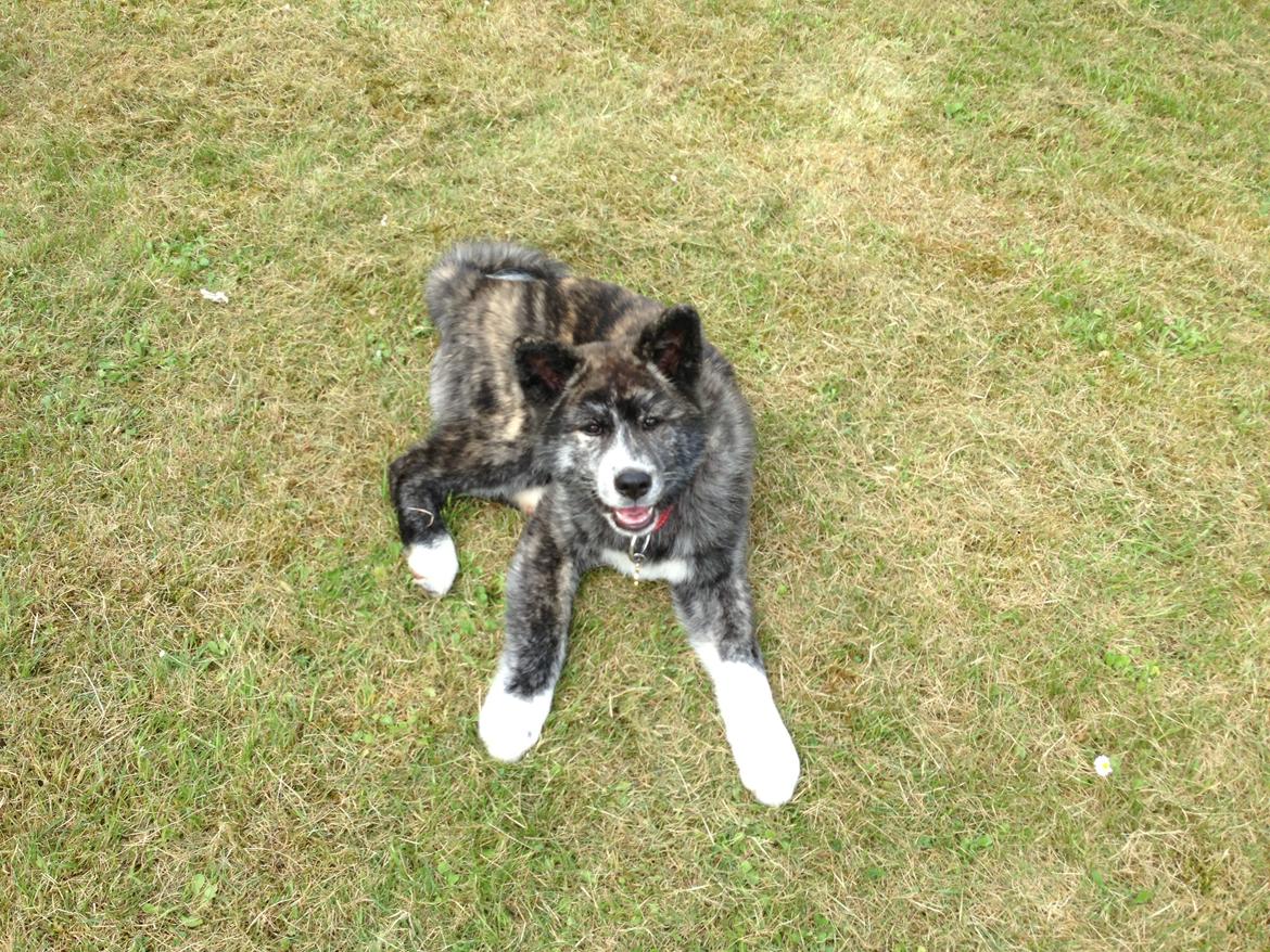 Akita inu Reiko (Akita-inu.dk) DK-Tika billede 2