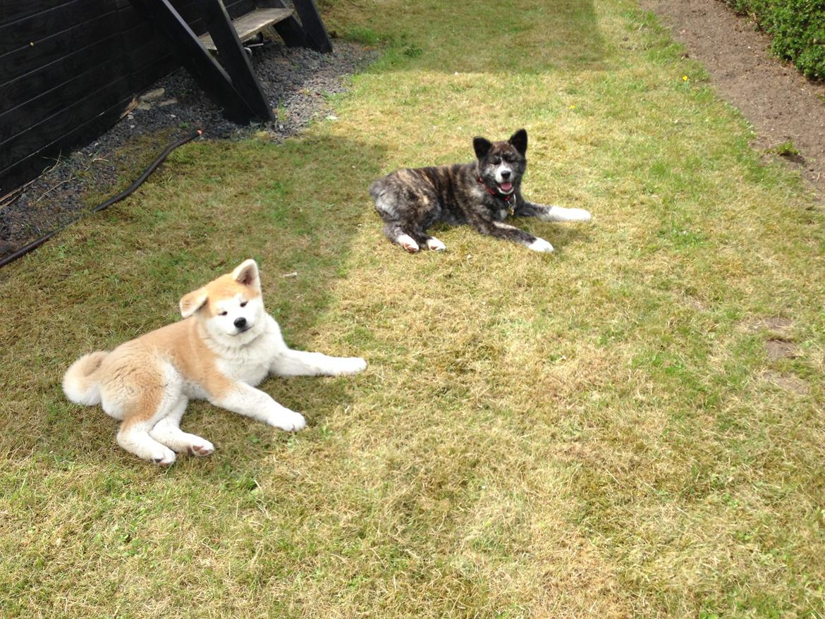 Akita inu Reiko (Akita-inu.dk) DK-Tika billede 4
