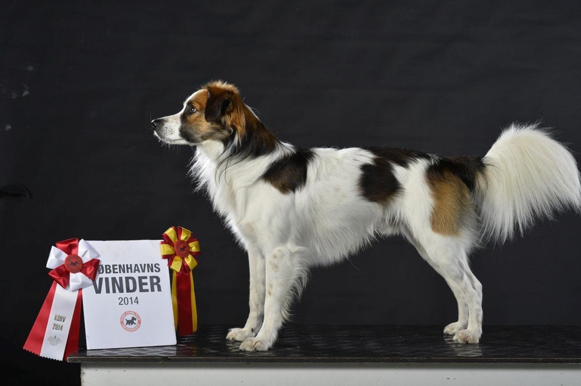 Kromfohrländer Caius vom glatten Kiesel billede 3