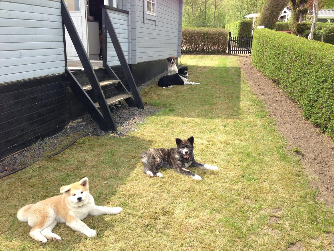 Akita inu Reiko (Akita-inu.dk) DK-Tika billede 5