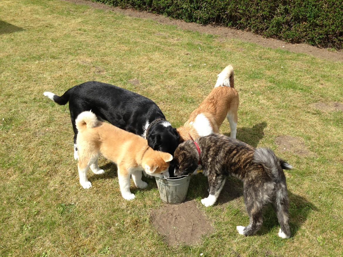 Akita inu Reiko (Akita-inu.dk) DK-Tika billede 6