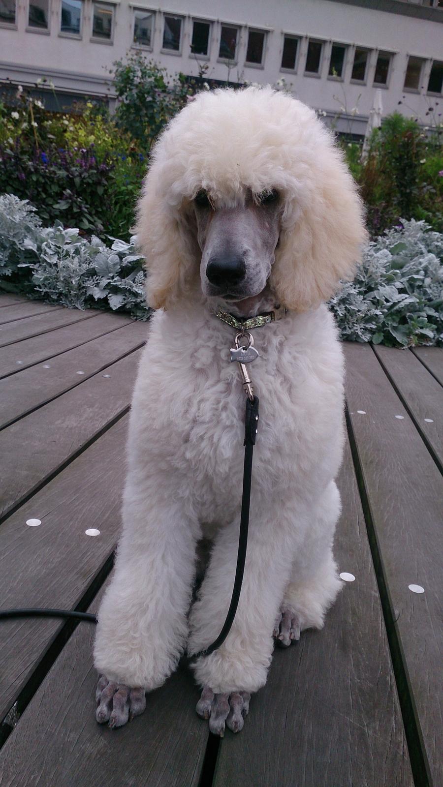 Storpuddel Tula - 12 uger billede 32