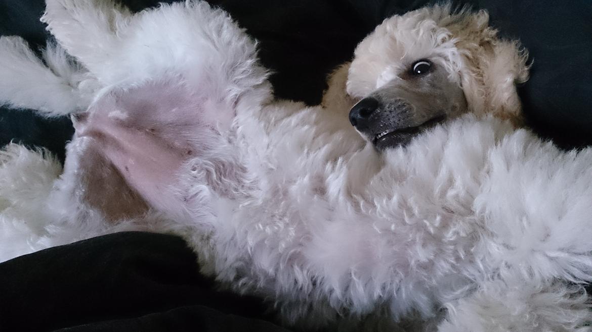 Storpuddel Tula - 12 uger billede 33