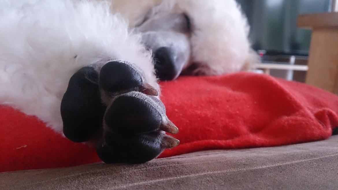 Storpuddel Tula - 12 uger billede 34