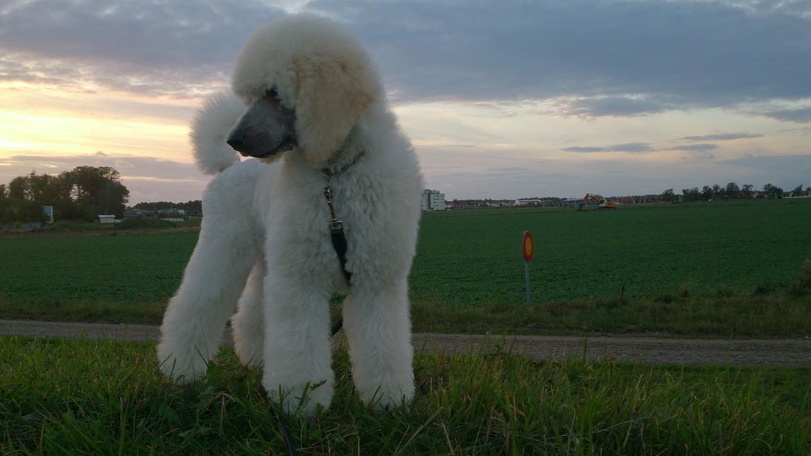 Storpuddel Tula - 12 uger billede 35