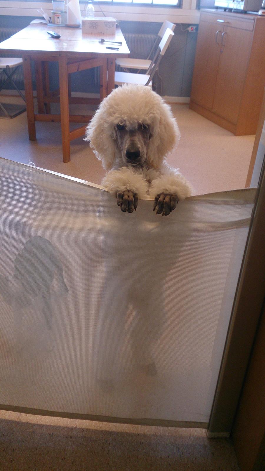 Storpuddel Tula - 12 uger! billede 36