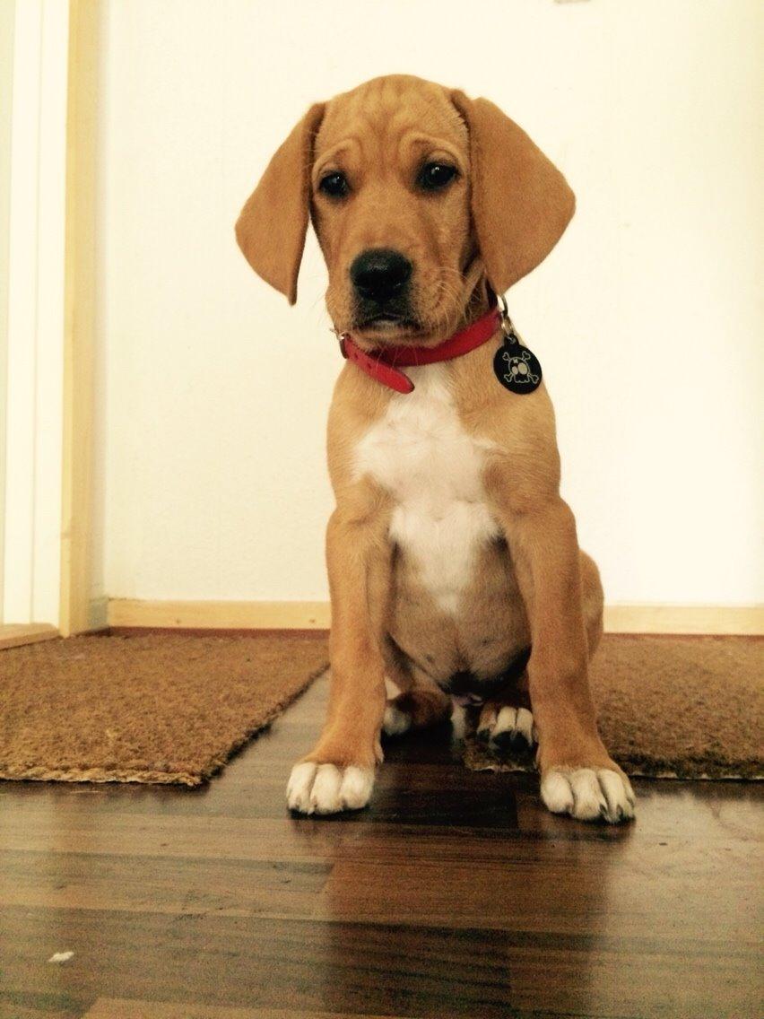 Blanding af racer Sascha billede 1