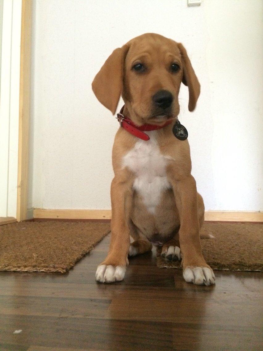 Blanding af racer Sascha billede 2