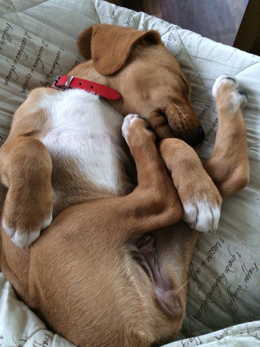 Blanding af racer Sascha billede 3