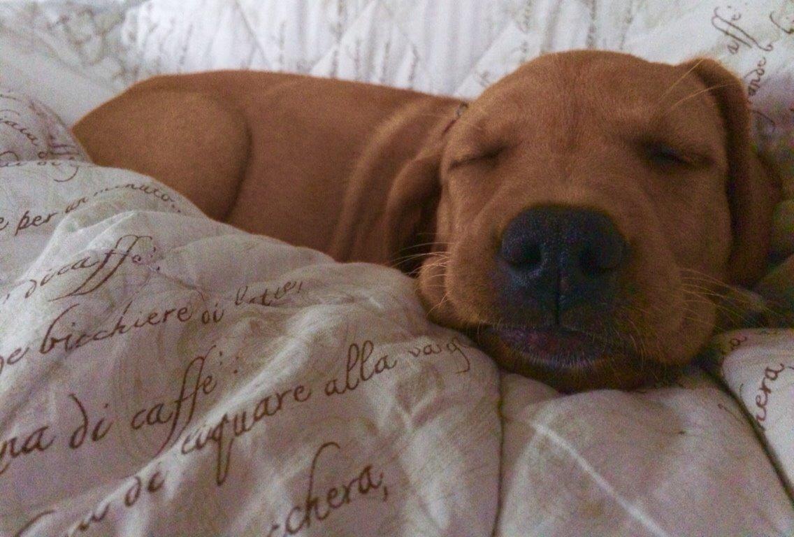 Blanding af racer Sascha billede 4