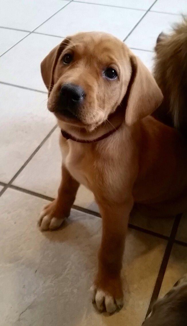 Blanding af racer Sascha billede 6