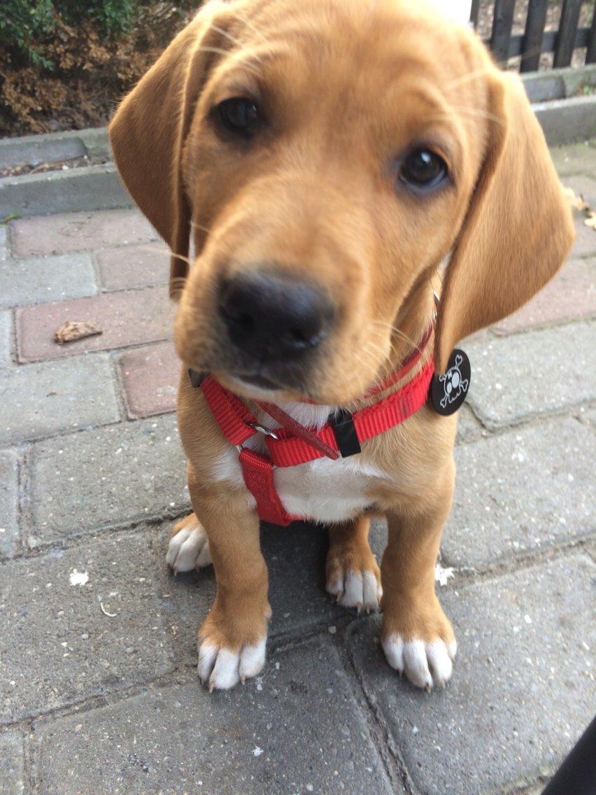 Blanding af racer Sascha billede 5