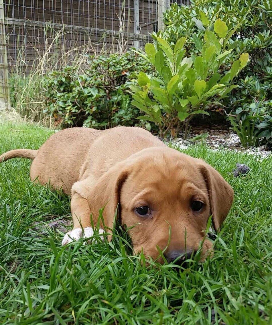 Blanding af racer Sascha billede 7