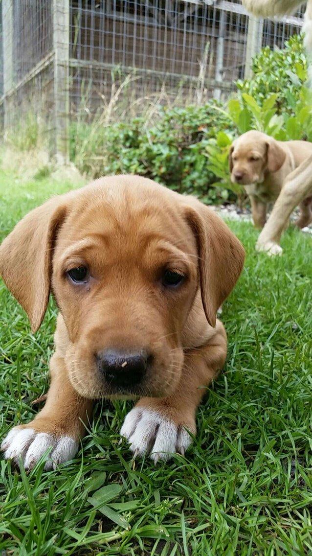 Blanding af racer Sascha billede 8