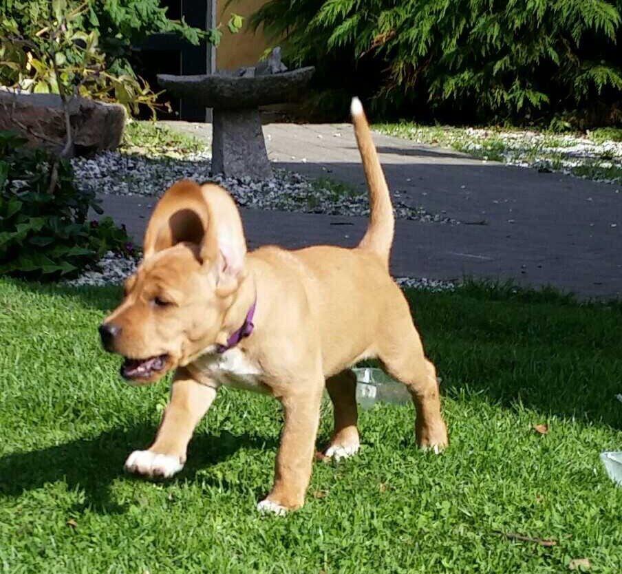 Blanding af racer Sascha billede 9