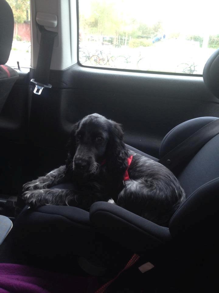 Cocker spaniel Luna <3 - Luna 15 uger billede 30