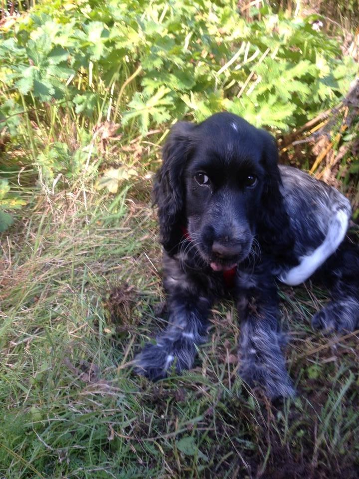 Cocker spaniel Luna <3 billede 31