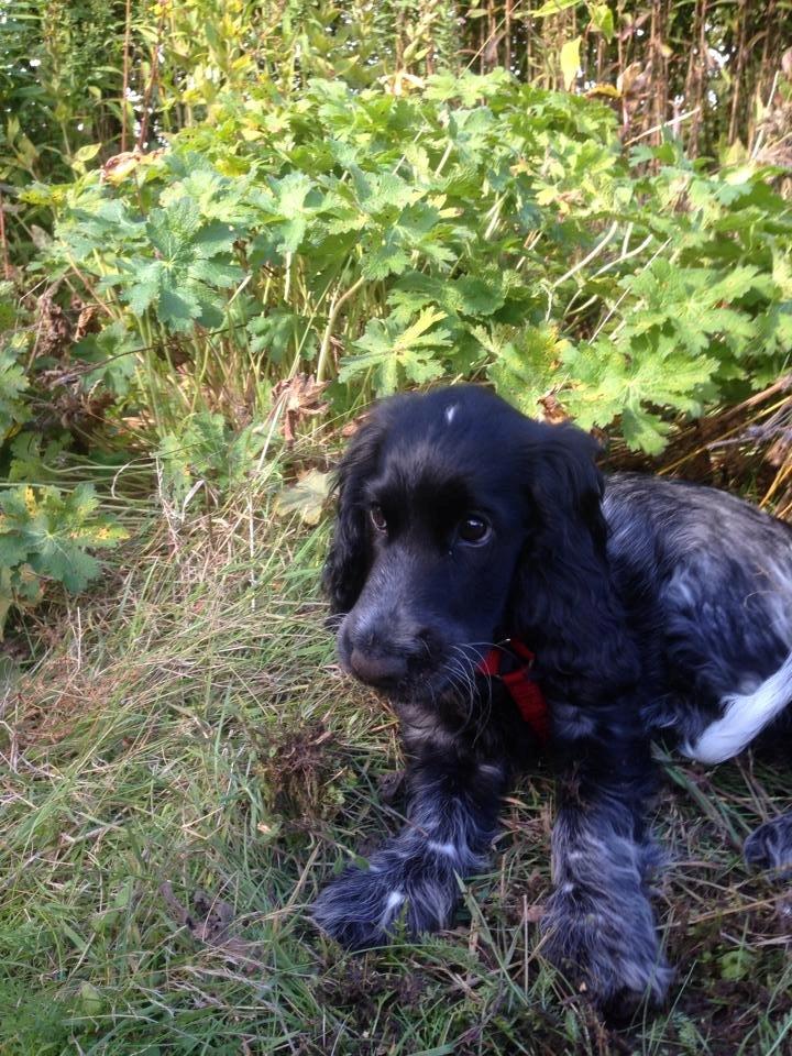 Cocker spaniel Luna <3 billede 32
