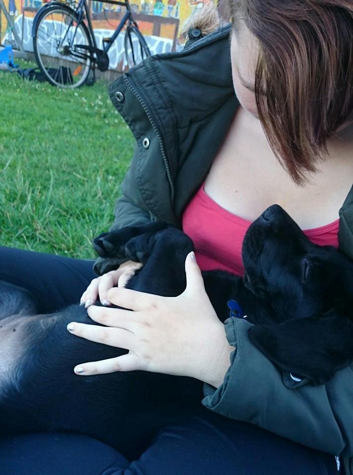 Labrador retriever Tyson SOLGT D. 6/11 - 2014  - Mors lille hyggetrold <3 billede 23