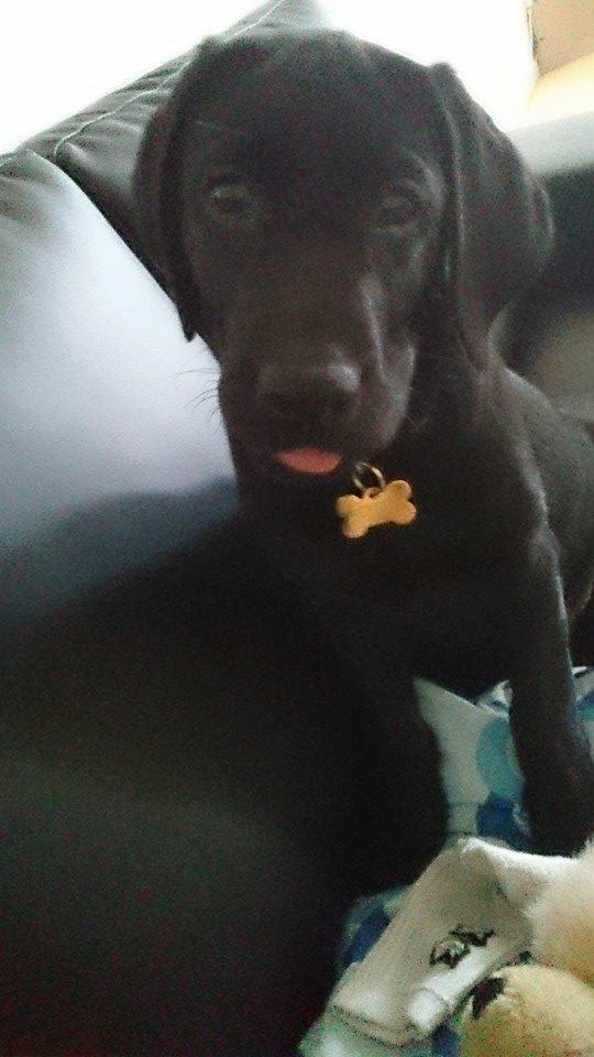 Labrador retriever Tyson SOLGT D. 6/11 - 2014  billede 24