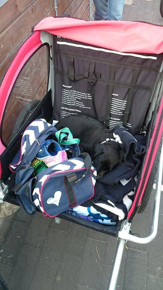 Labrador retriever Tyson SOLGT D. 6/11 - 2014  - 10 uger gammel. Han var træt efter en omgang fodbold  billede 25