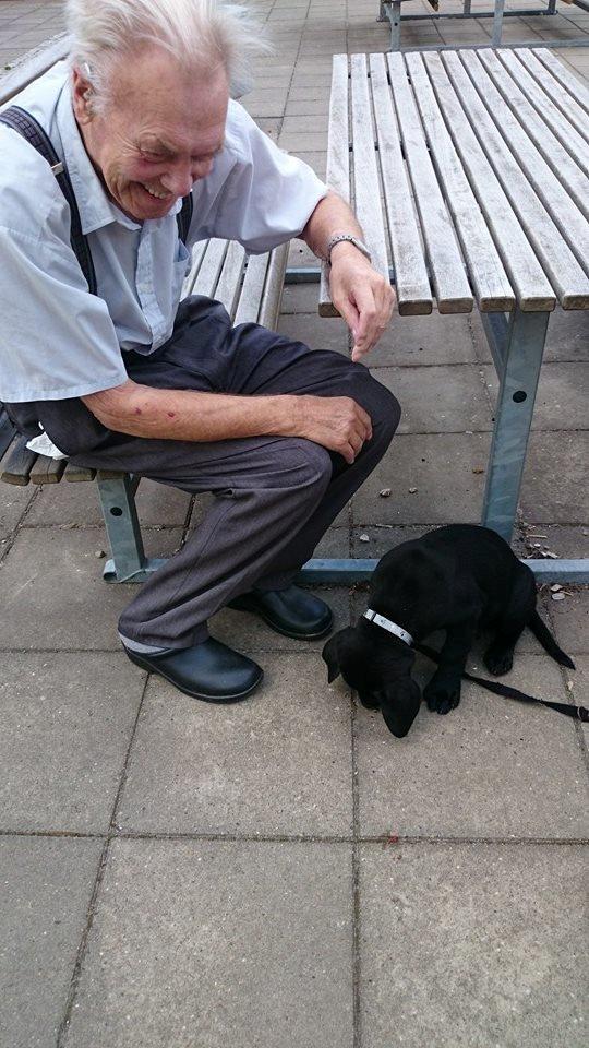 Labrador retriever Tyson SOLGT D. 6/11 - 2014  - Min bedstefar hilser lige på Tyson :) billede 26