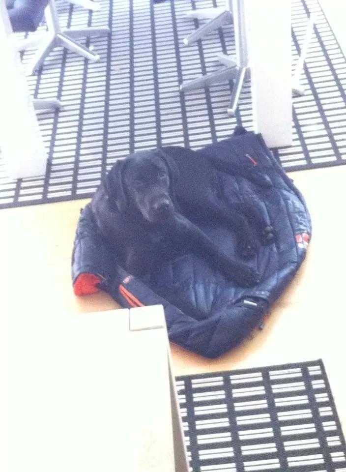 Labrador retriever Tyson SOLGT D. 6/11 - 2014  billede 27