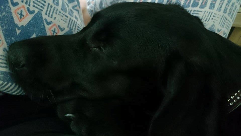 Labrador retriever Tyson SOLGT D. 6/11 - 2014  billede 28