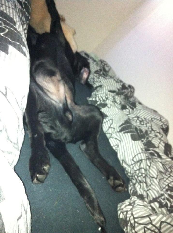 Labrador retriever Tyson SOLGT D. 6/11 - 2014  billede 32