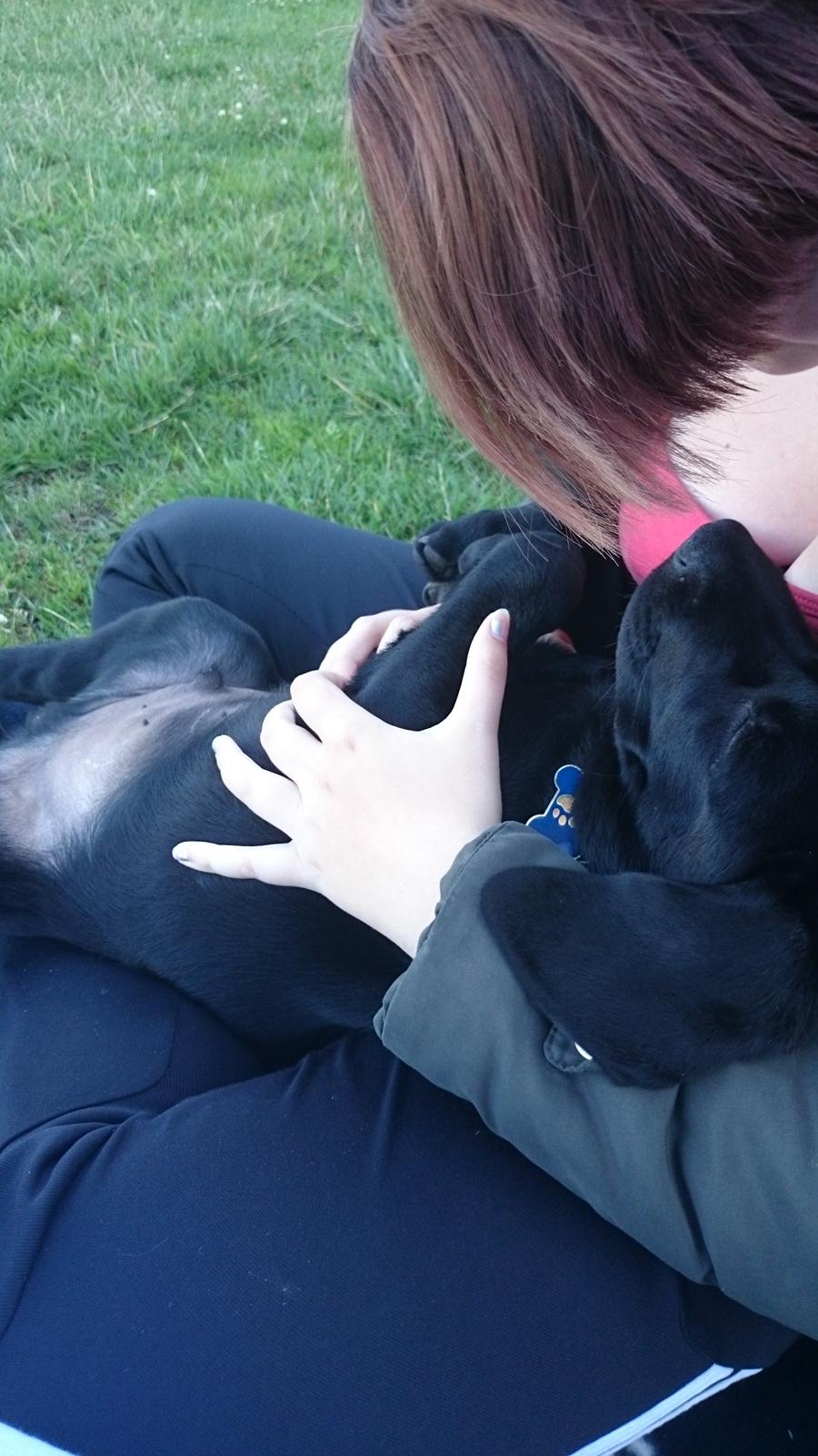 Labrador retriever Tyson SOLGT D. 6/11 - 2014  billede 33