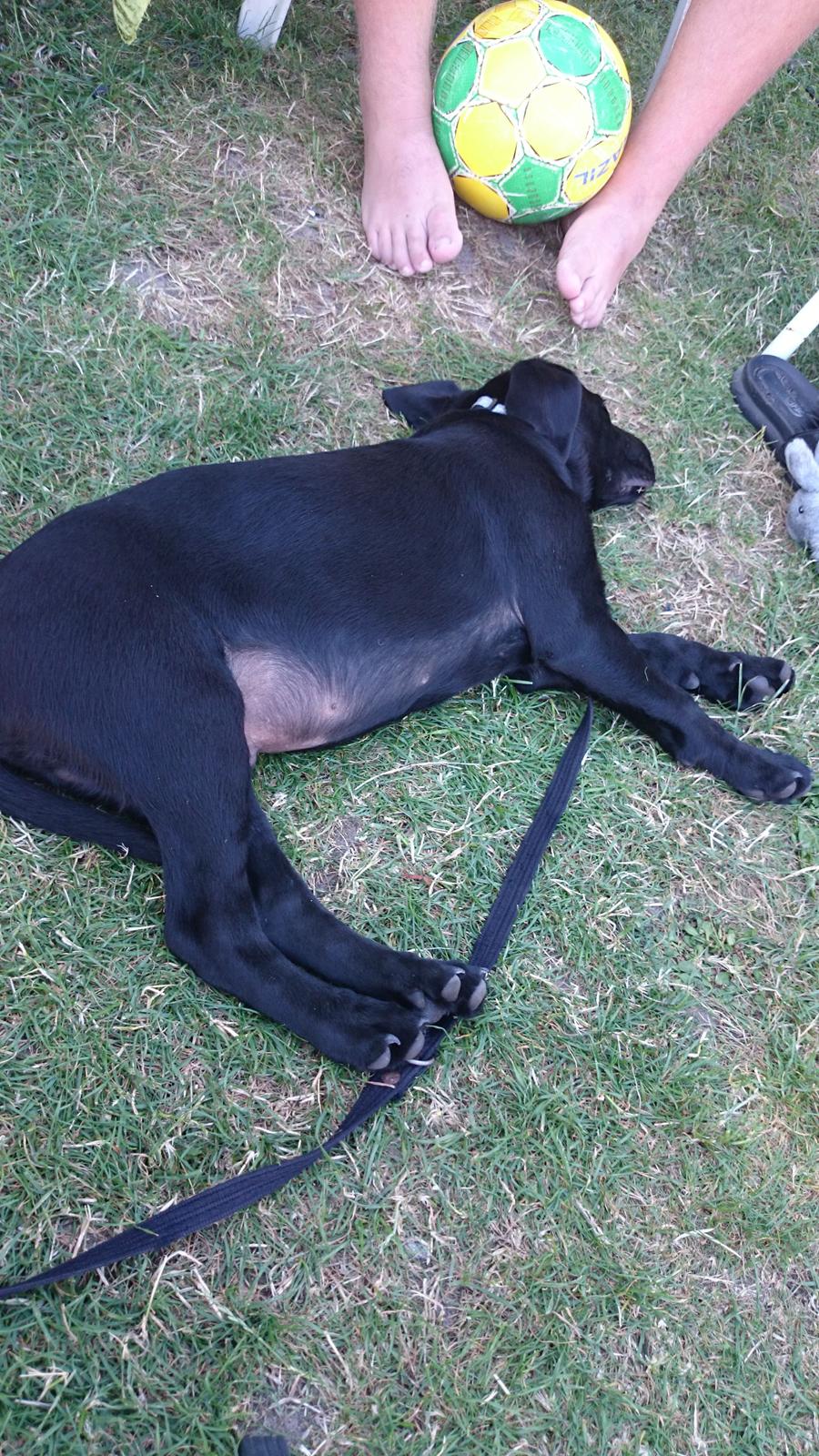 Labrador retriever Tyson SOLGT D. 6/11 - 2014  - Tyson var med på camping i sommerferien <3 billede 34