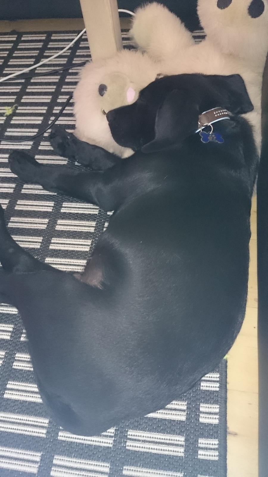 Labrador retriever Tyson SOLGT D. 6/11 - 2014  billede 35