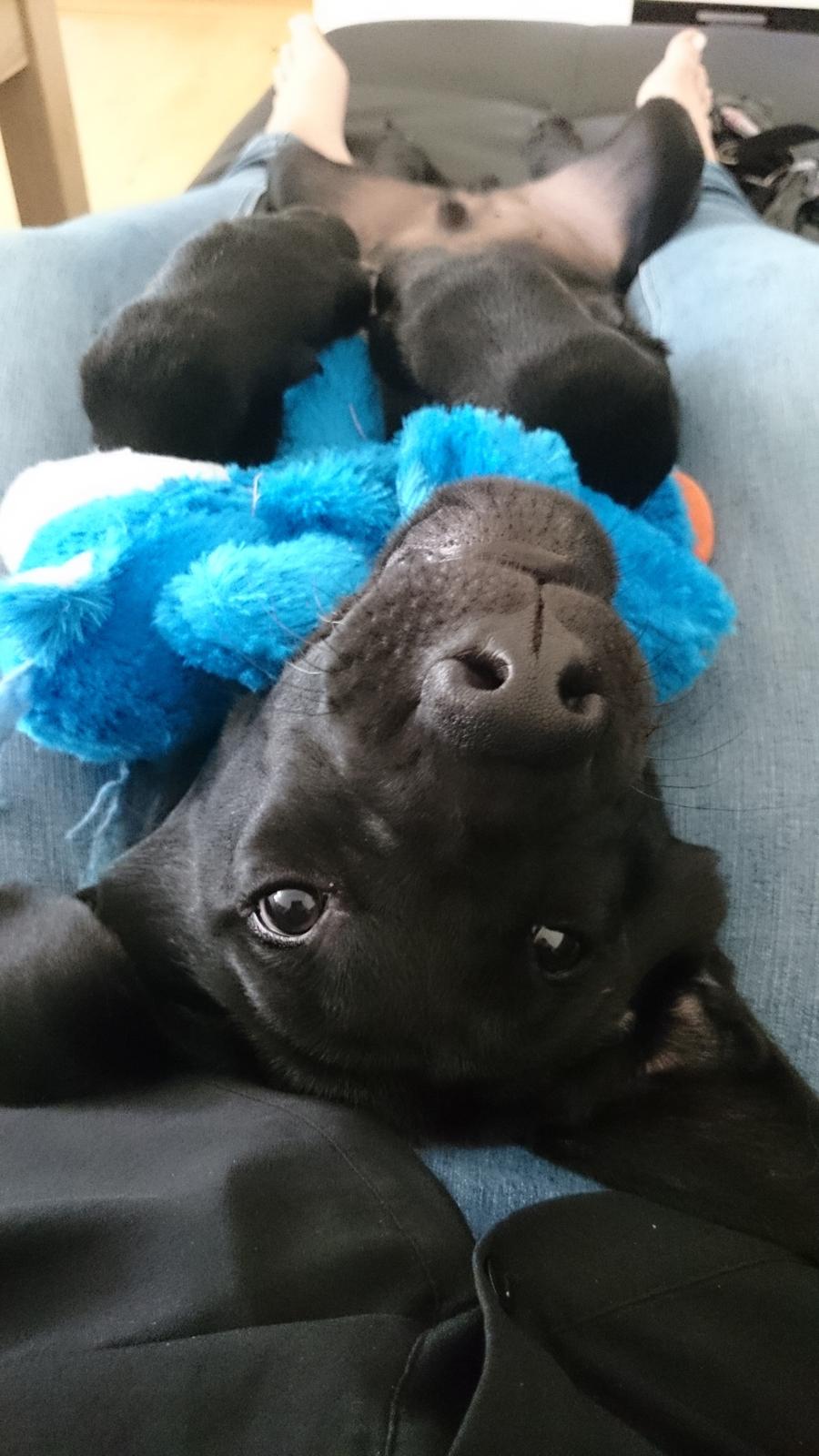 Labrador retriever Tyson SOLGT D. 6/11 - 2014  billede 36