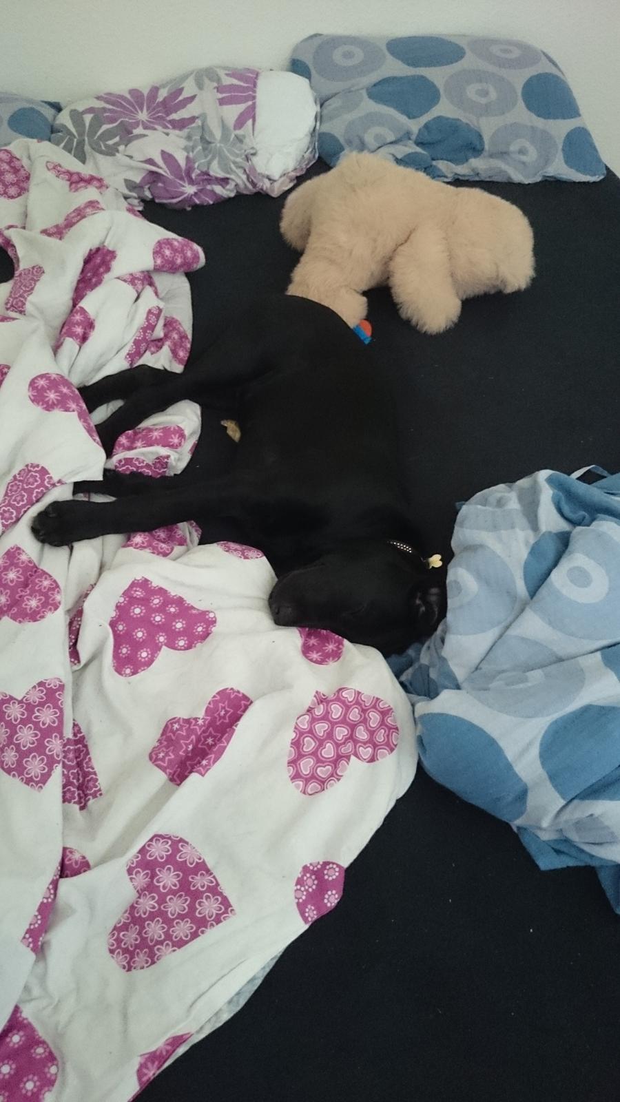 Labrador retriever Tyson SOLGT D. 6/11 - 2014  billede 39