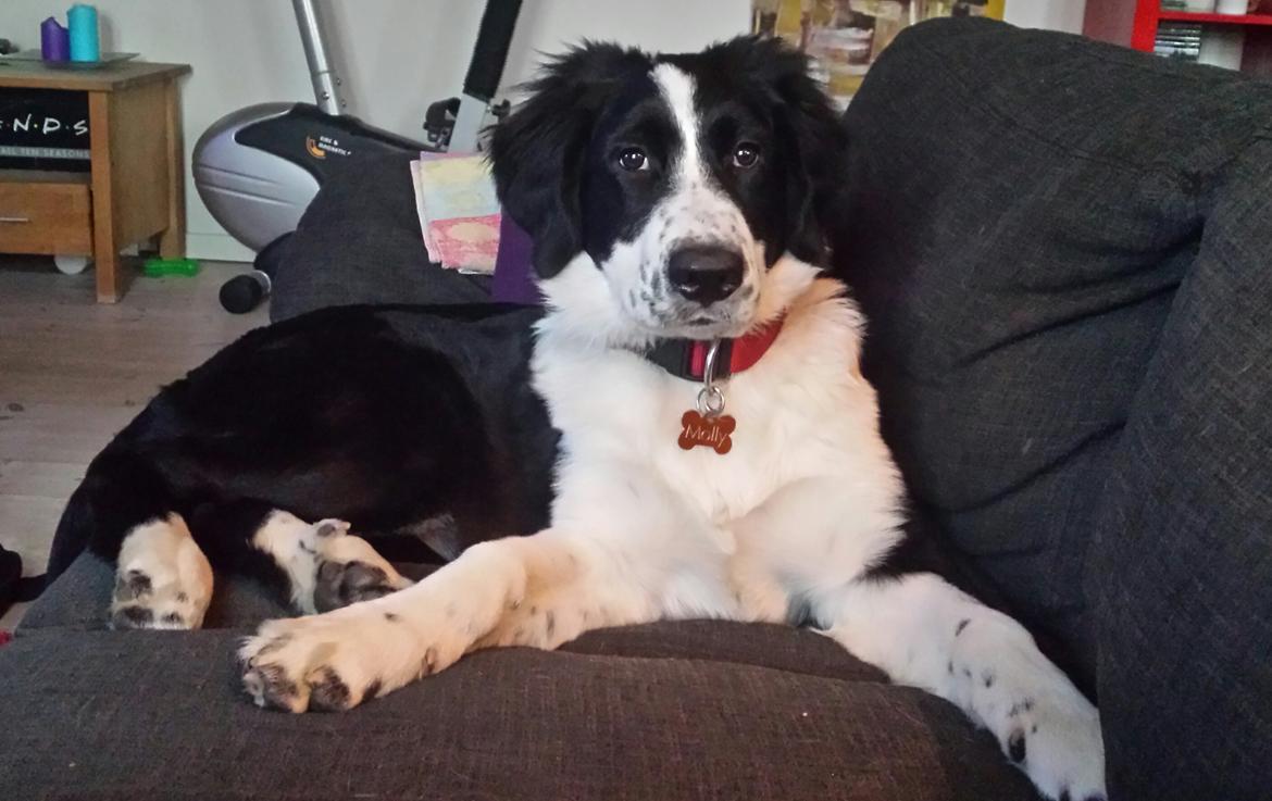 Blanding af racer Molly billede 23