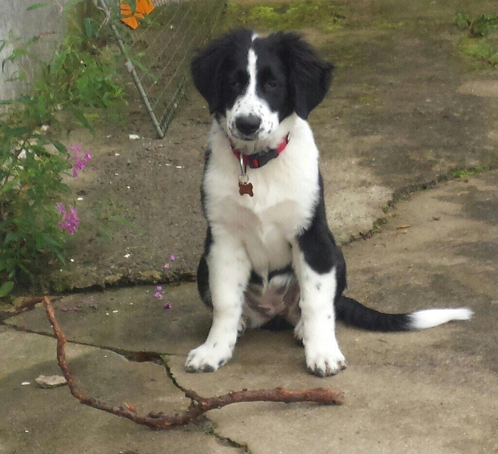 Blanding af racer Molly billede 24