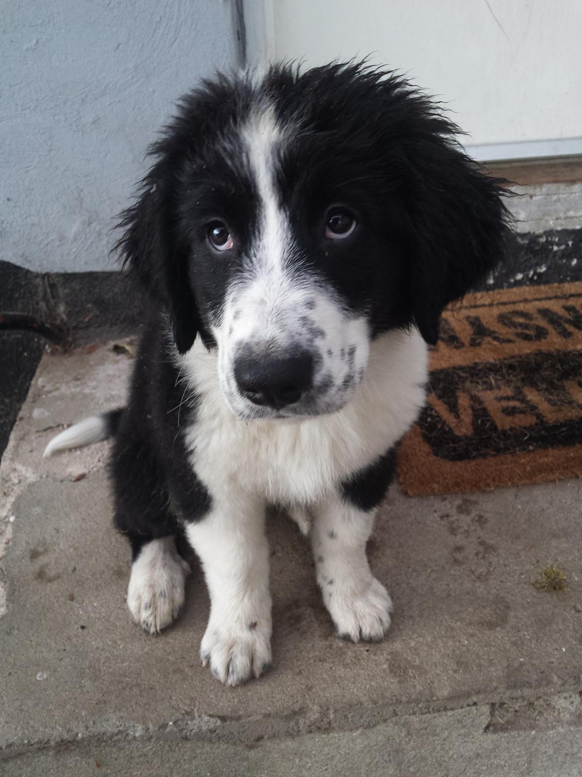 Blanding af racer Molly billede 25