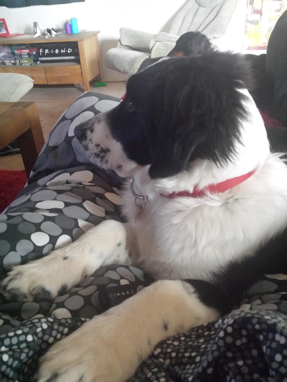 Blanding af racer Molly billede 26