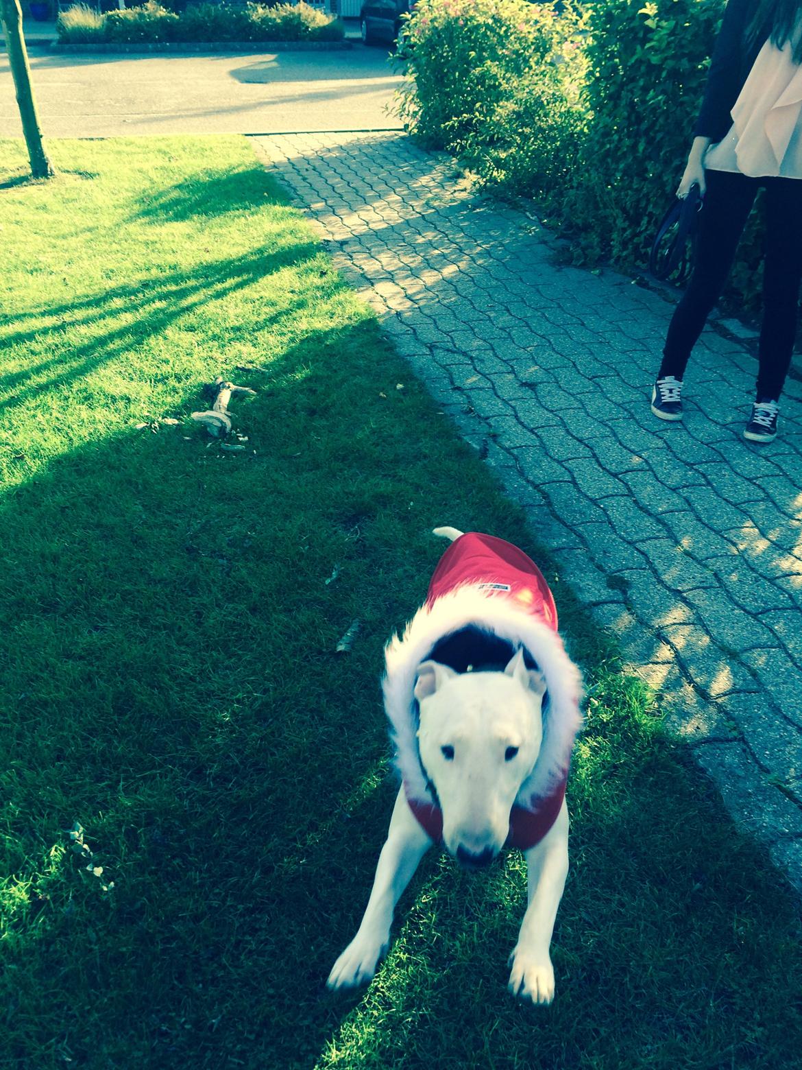 Bullterrier Ronja (Snow-princess) - Ronja i sin nye Canada Pooch billede 5