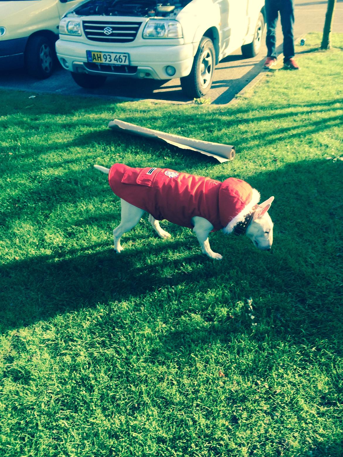 Bullterrier Ronja (Snow-princess) - Ronja i sin nye Canada Pooch billede 3